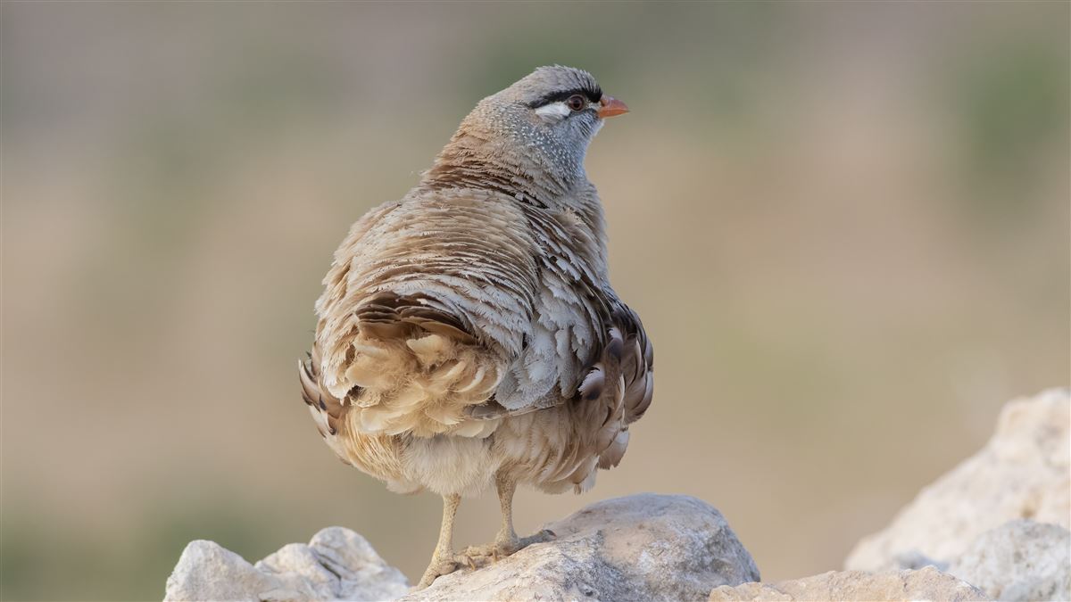See-see Partridge