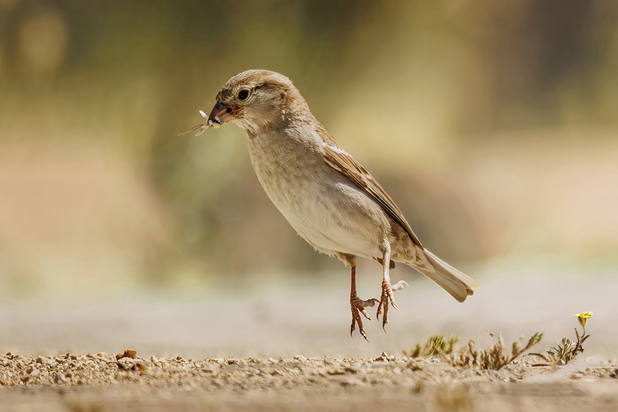 House Sparrow