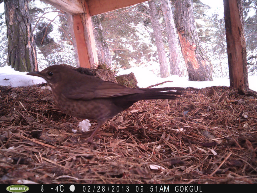 Common Blackbird