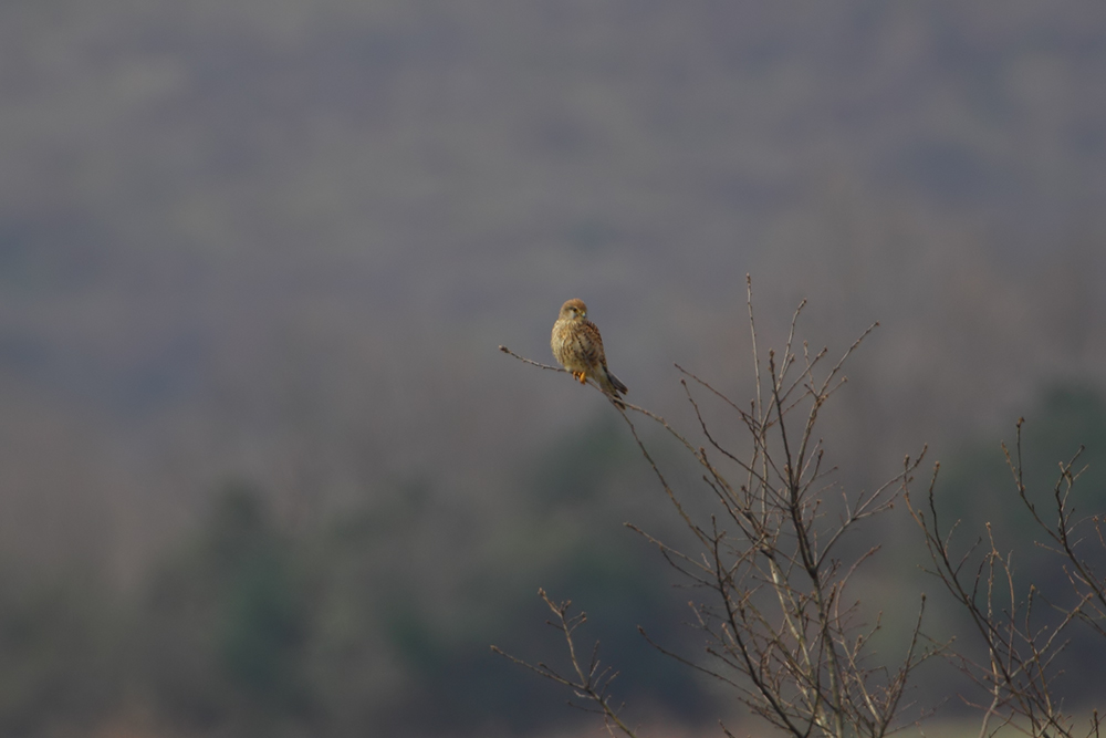 Common Kestrel