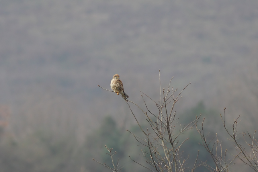 Common Kestrel