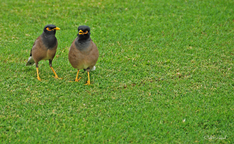 Common Myna