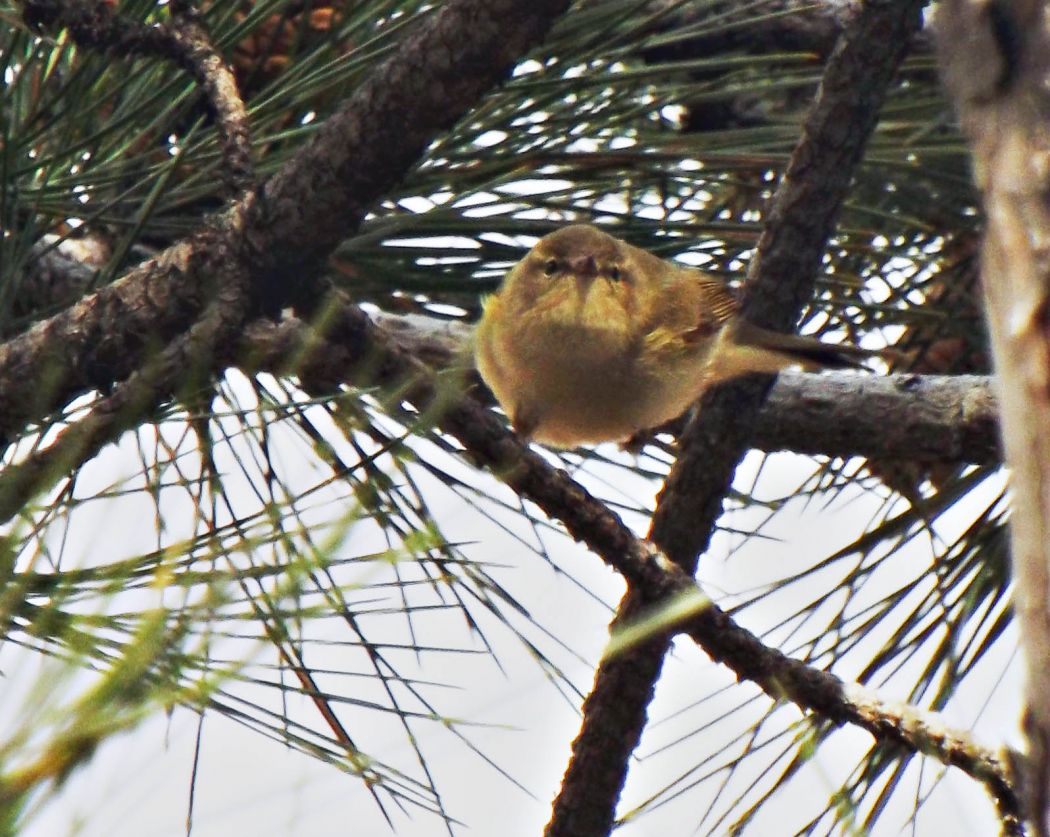 Common Chiffchaff