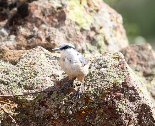 Western Rock Nuthatch