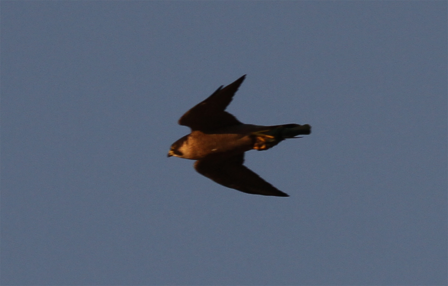 Peregrine Falcon