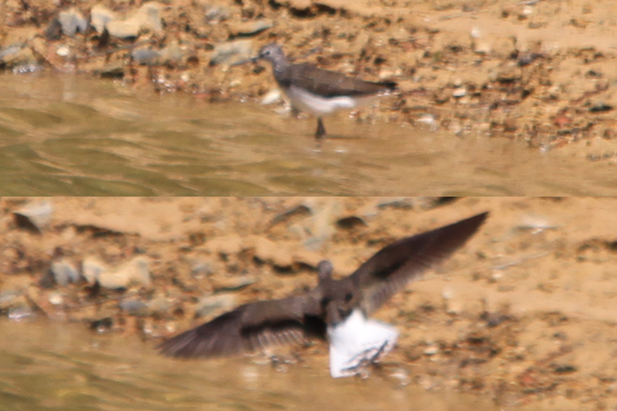 Green Sandpiper