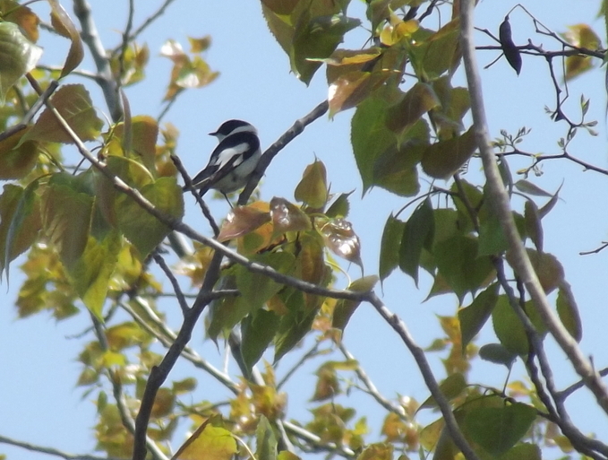 Collared Flycatcher