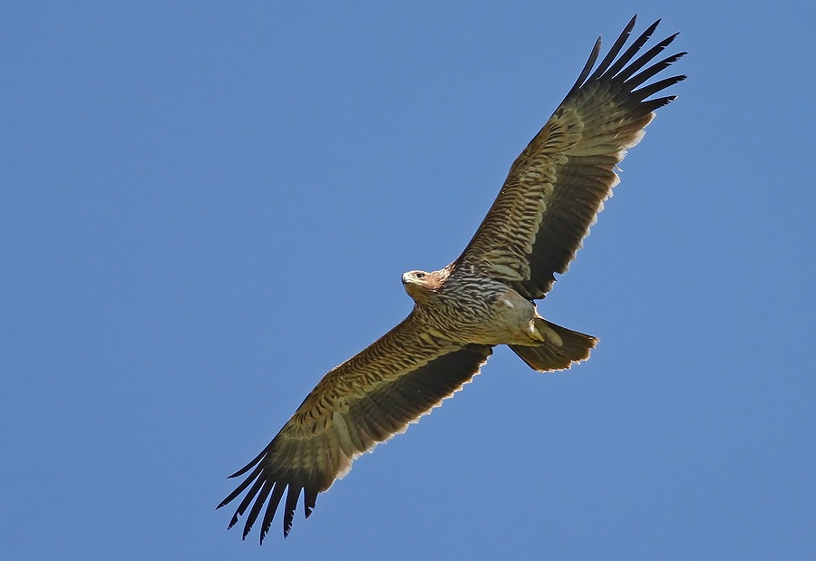 Şah kartal