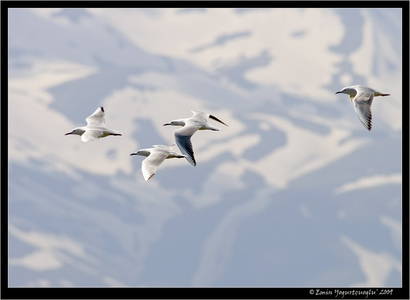 Slender-billed Gull