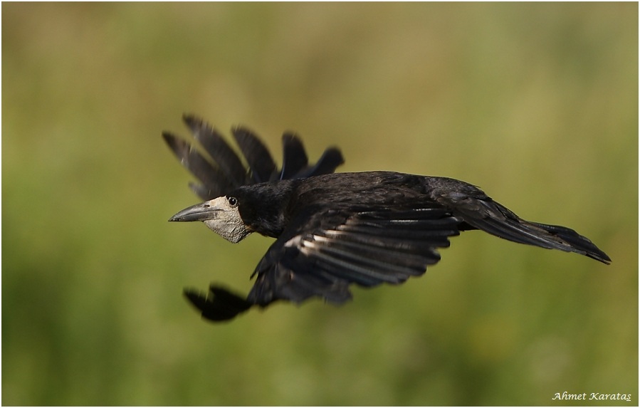 Rook