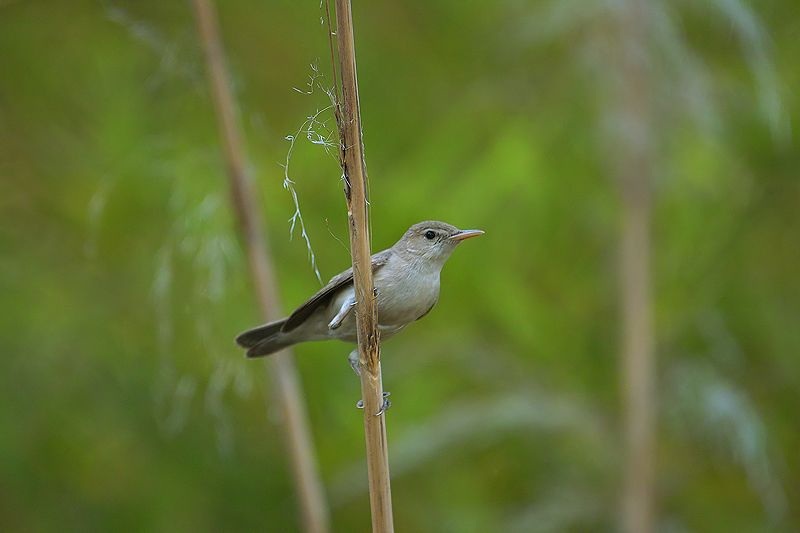 Eastern Olivaceous Warbler