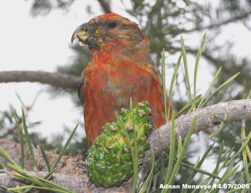 Red Crossbill