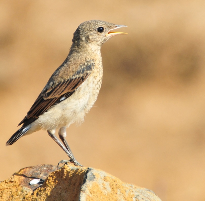 Northern Wheatear