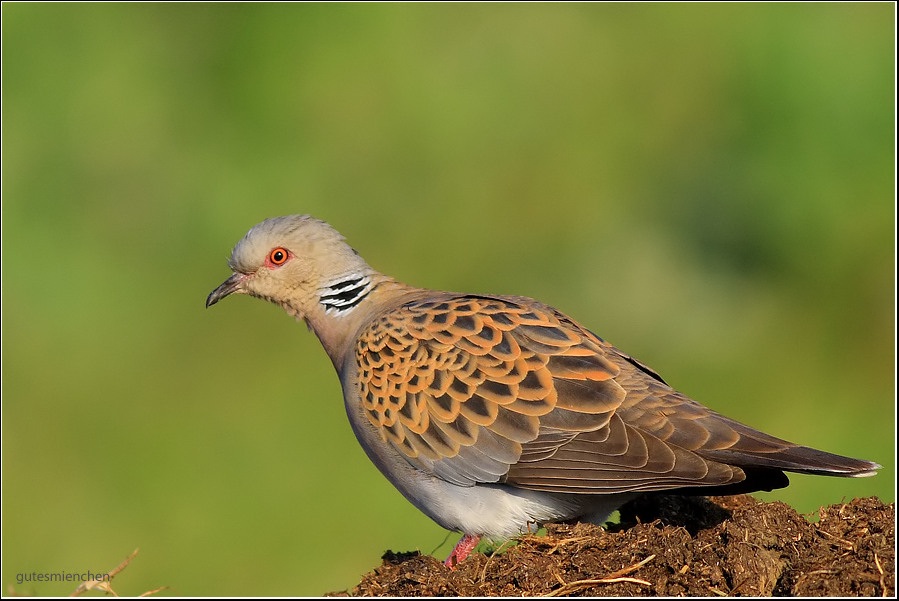 European Turtle Dove