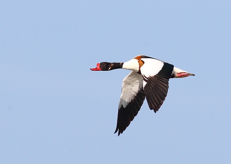 Common Shelduck
