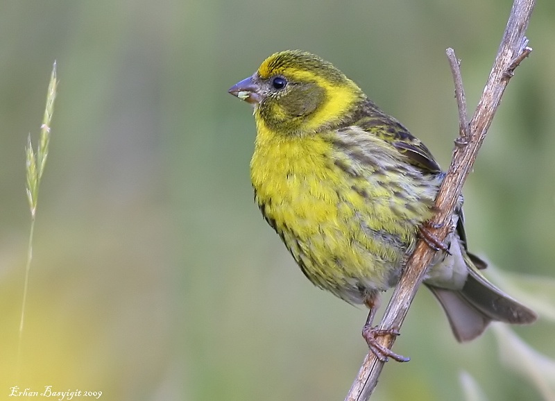 European Serin