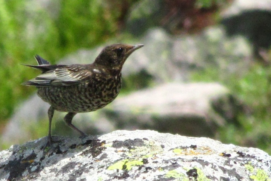 Ring Ouzel
