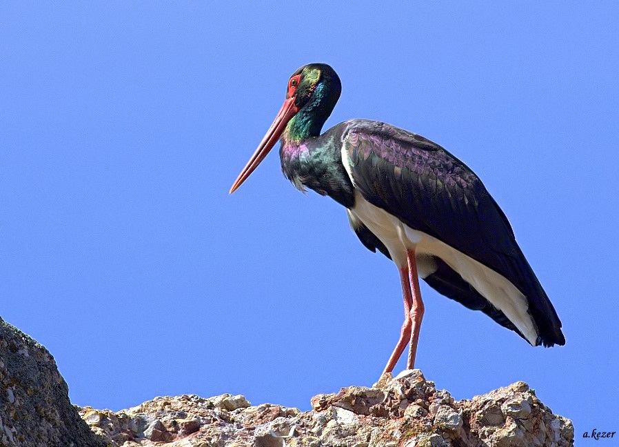 Black Stork