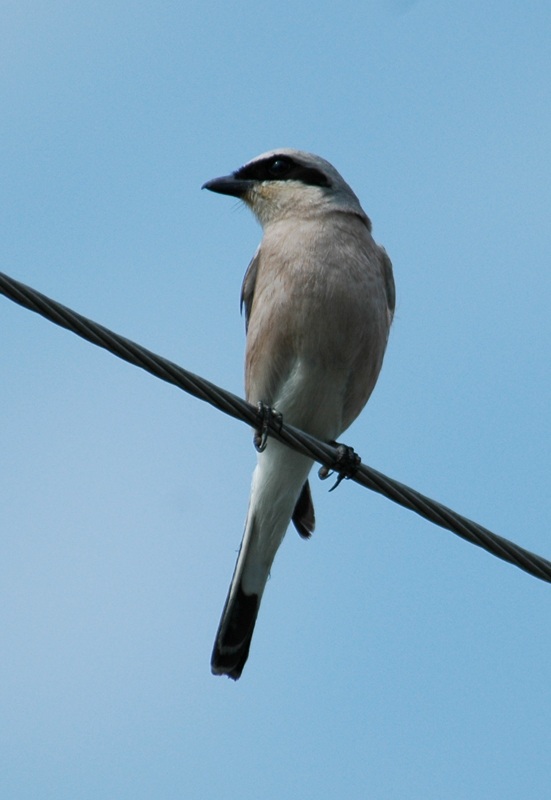 Lesser Grey Shrike