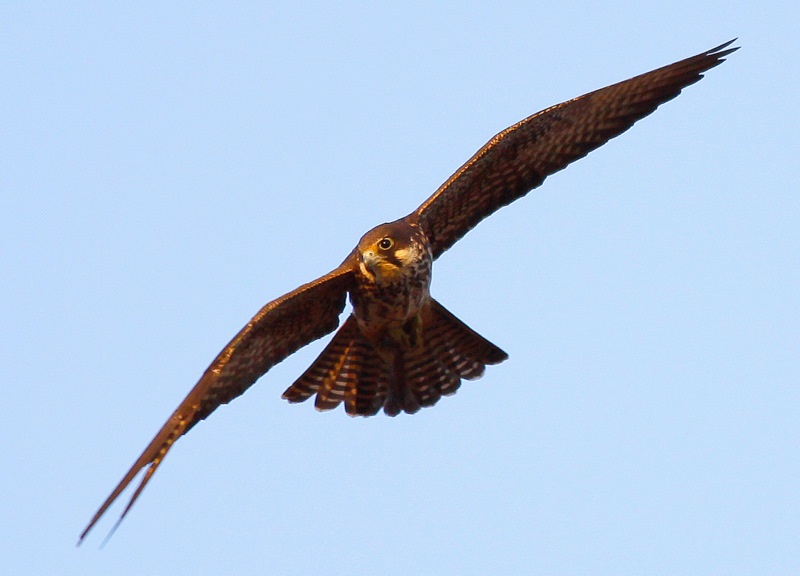Eleonora`s Falcon