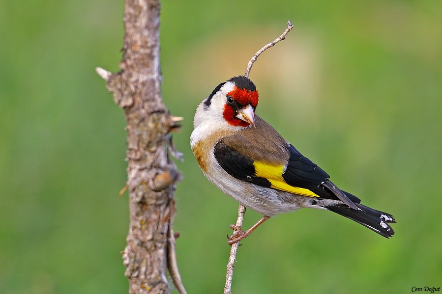 European Goldfinch