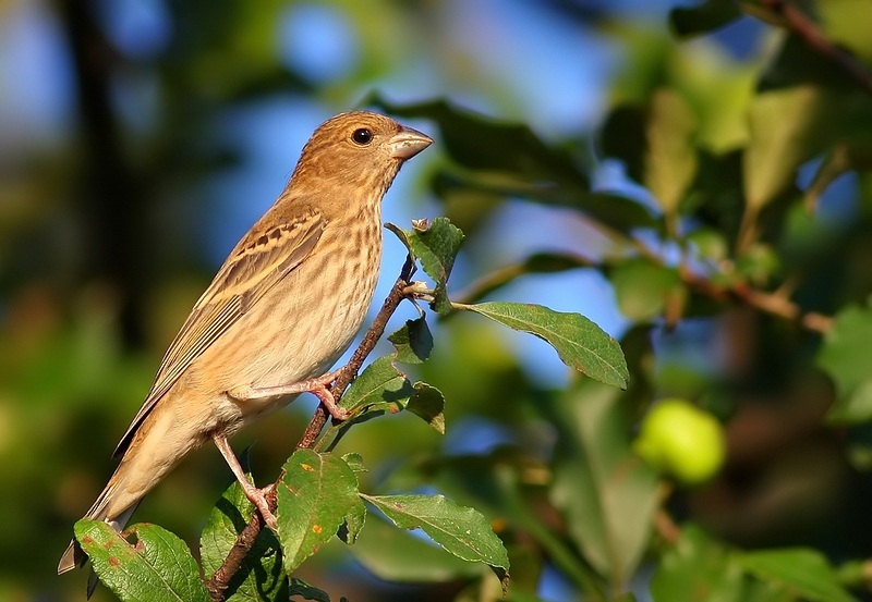 Common Rosefinch