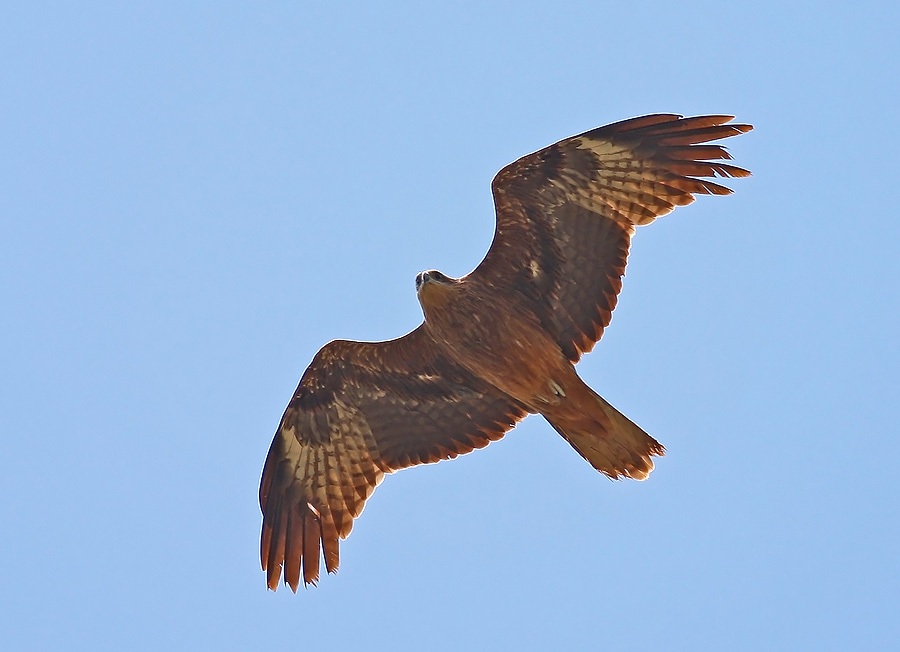 Black Kite