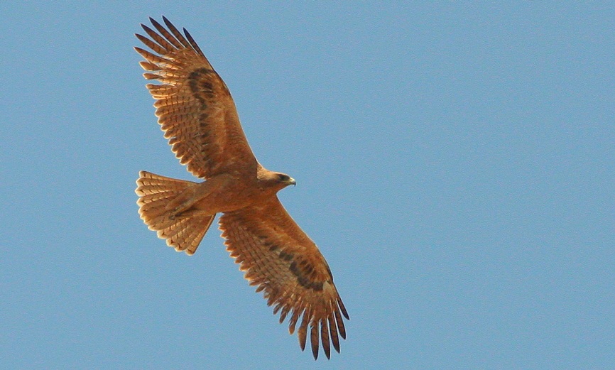 Bonelli`s Eagle