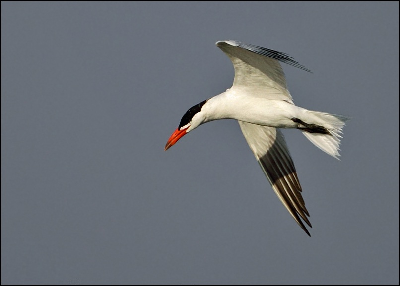 Caspian Tern