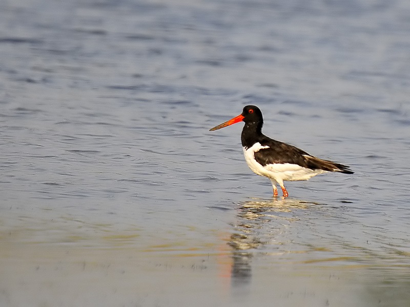 Eurasian Oystercatcher