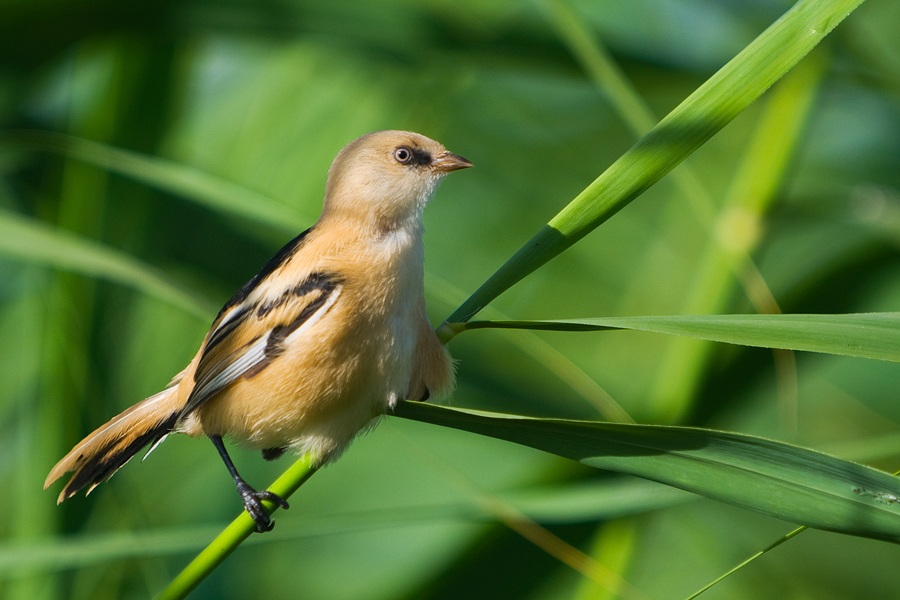 Bearded Reedling