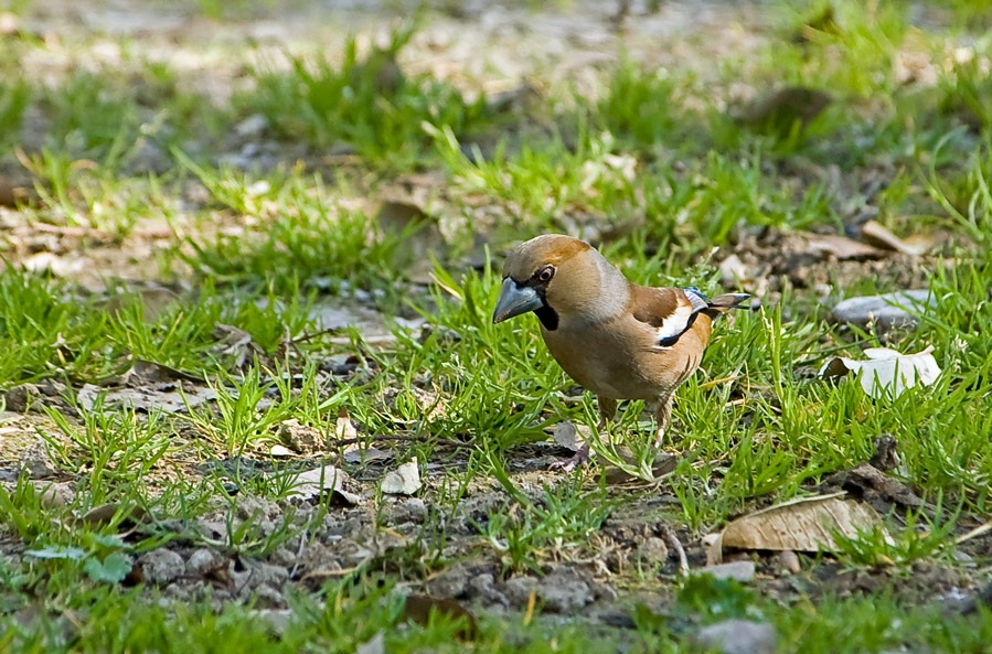 Hawfinch