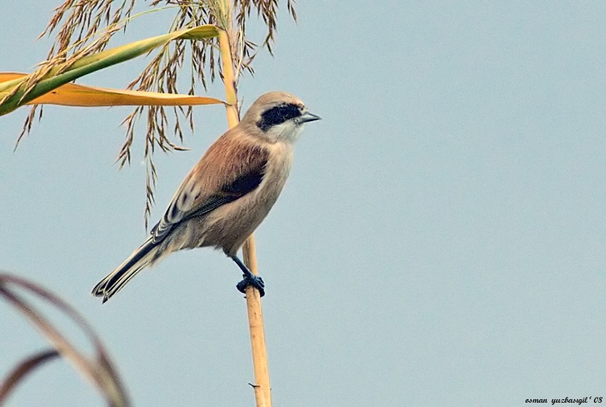 Eurasian Penduline Tit