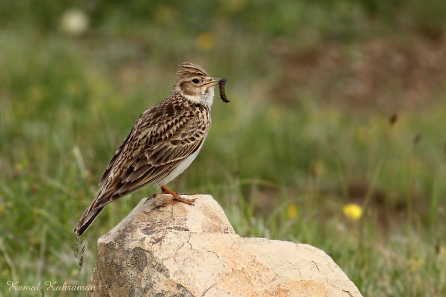 Eurasian Skylark