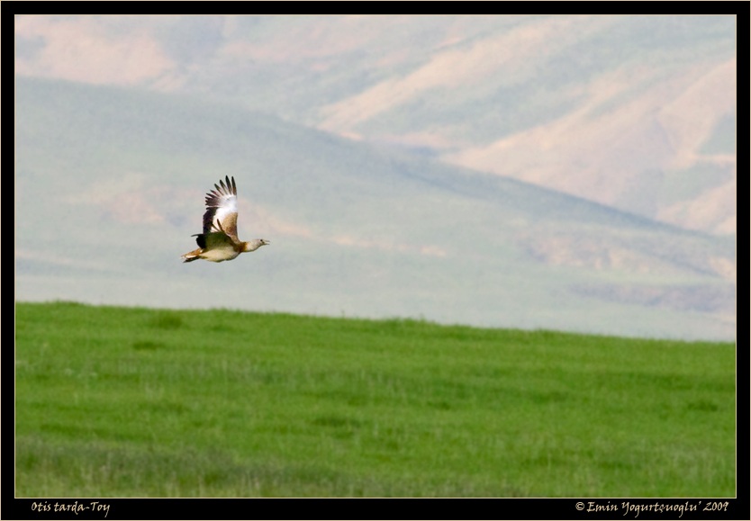 Great Bustard