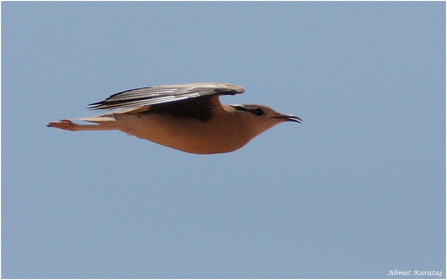 Cream-colored Courser