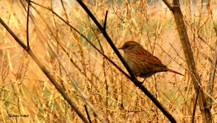 Dunnock