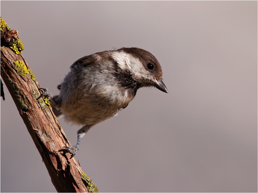 Sombre Tit