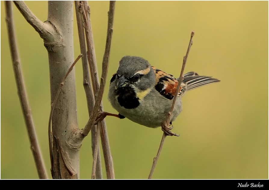 Dead Sea Sparrow