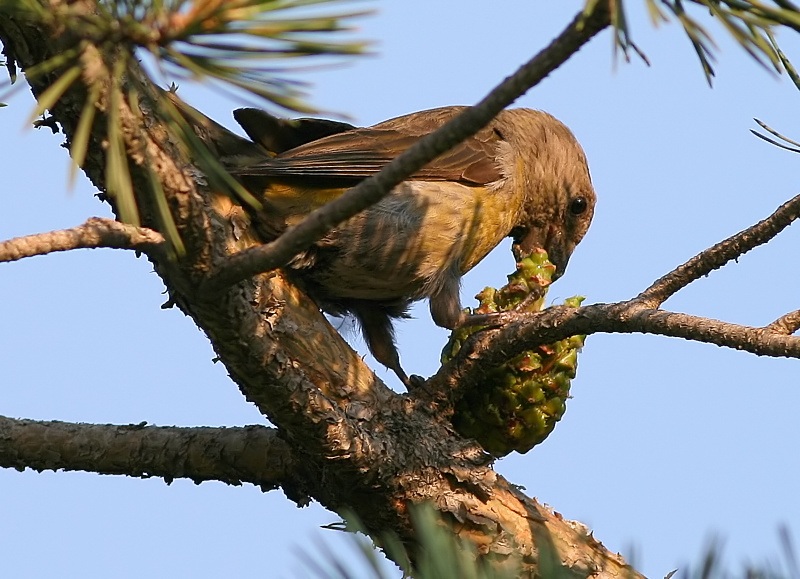 Red Crossbill