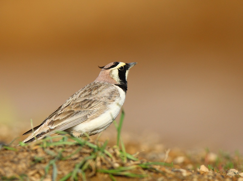 Horned Lark