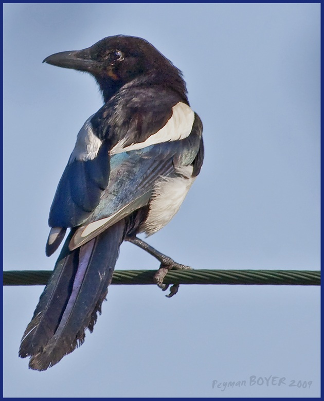 Eurasian Magpie