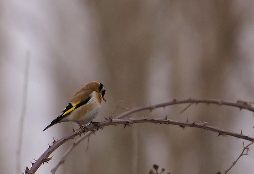 European Goldfinch