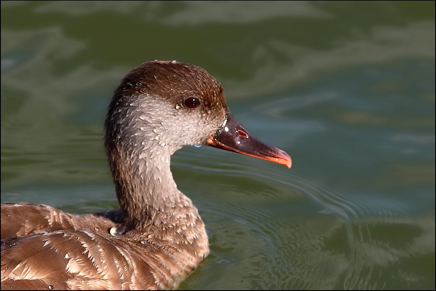 Red-crested Pochard