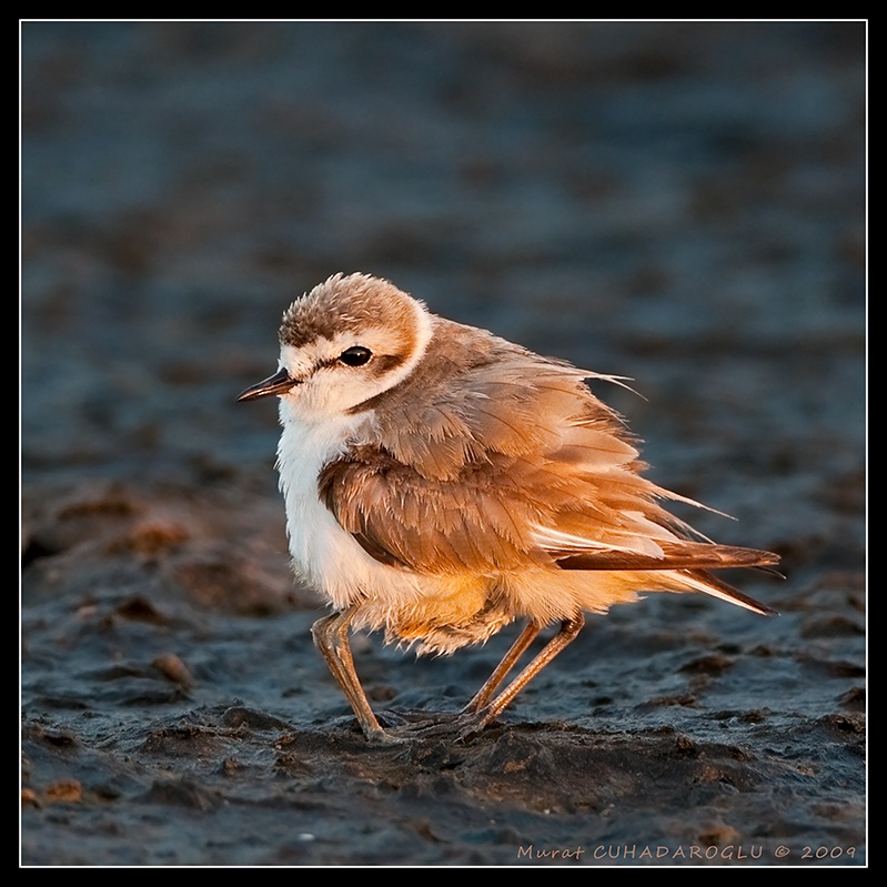 Kentish Plover