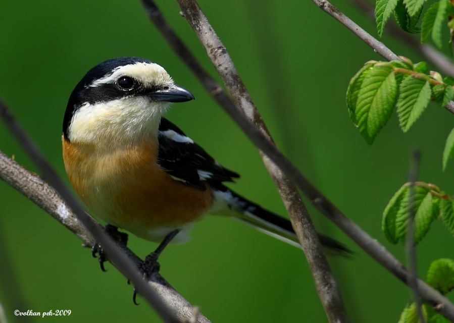 Masked Shrike