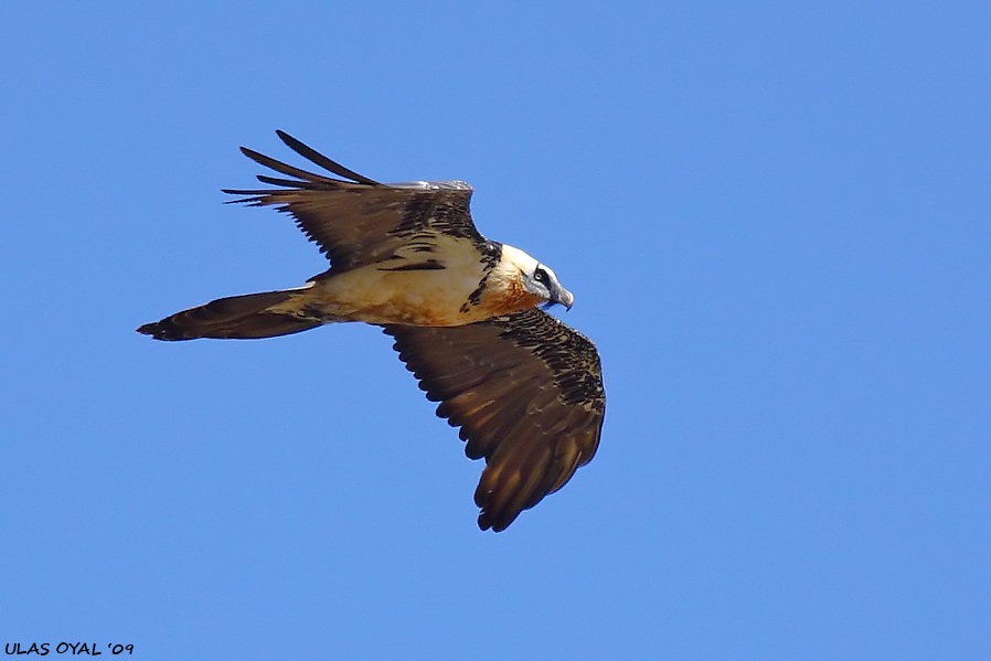 Bearded Vulture