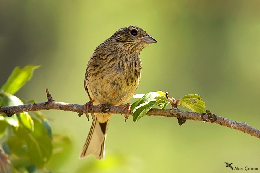 Cirl Bunting