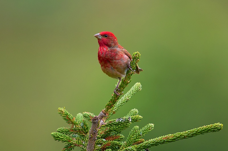 Common Rosefinch
