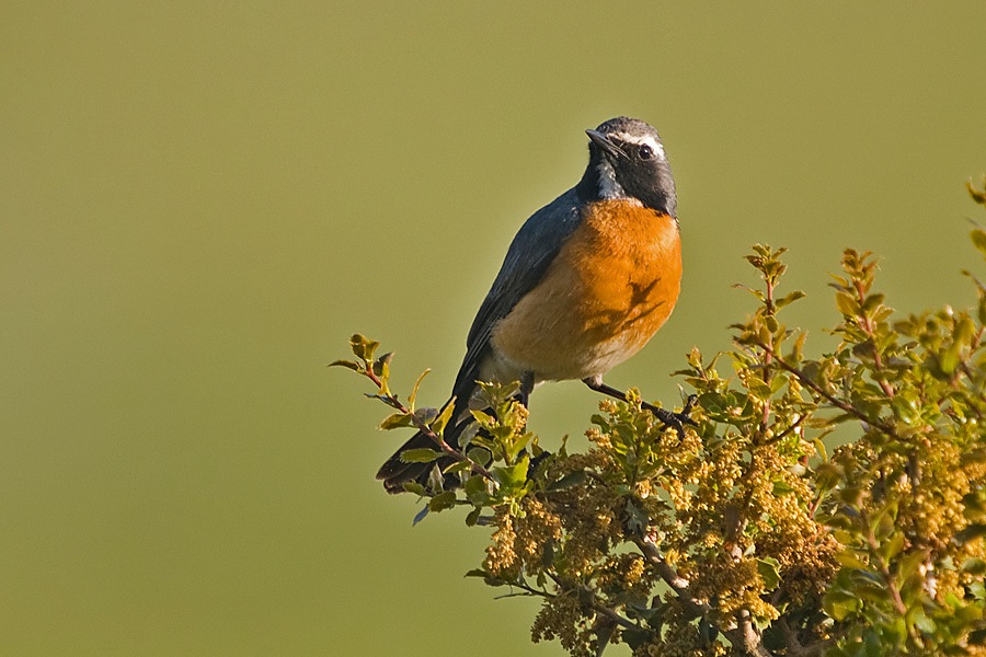 White-throated Robin